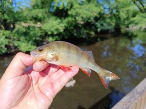 European Perch