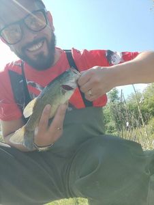 Largemouth Bass