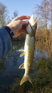 Northern Pike