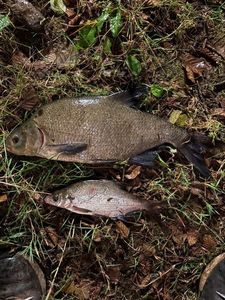 Common Bream