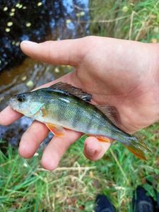 European Perch