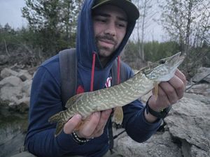 Northern Pike