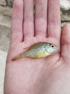 Green Sunfish