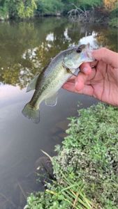 Smallmouth Bass
