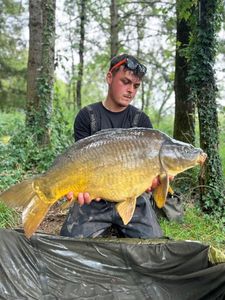 Mirror Carp