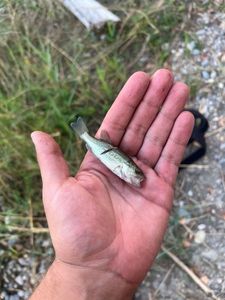 Largemouth Bass