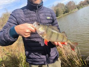 European Perch