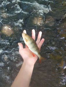 European Perch