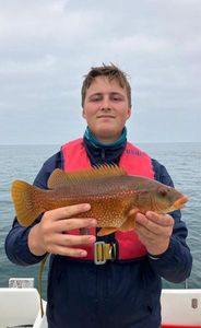 Ballan Wrasse
