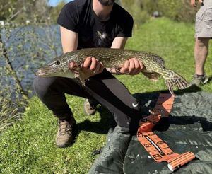 Northern Pike