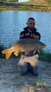 Common Carp