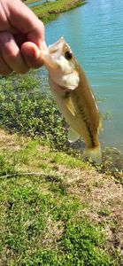 Smallmouth Bass
