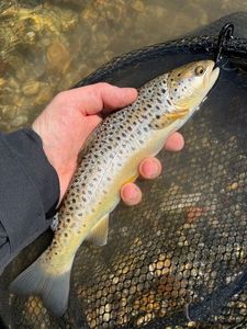 Brown Trout