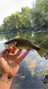 Smallmouth Bass