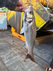 European Bass (Seabass)
