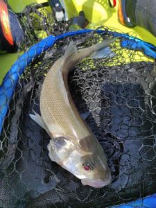 European Bass (Seabass)