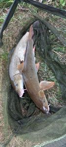Barbel