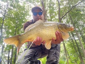 Common Carp
