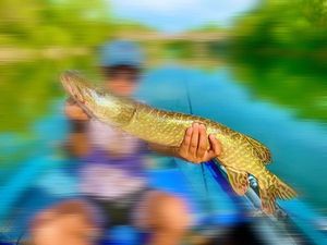 Northern Pike