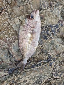 Black Seabream