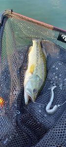 Largemouth Bass