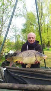 Common Carp