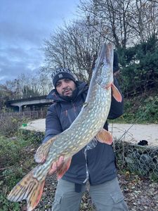 Northern Pike