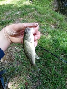 Largemouth Bass