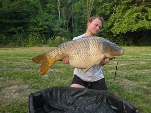 Common Carp