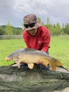 Common Carp