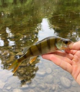 European Perch