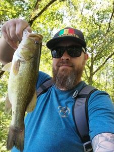 Largemouth Bass