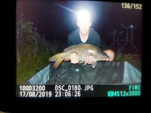 Common Carp