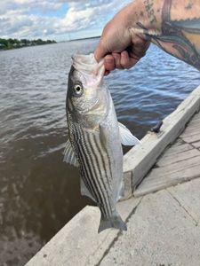 Striped Bass (Landlocked)