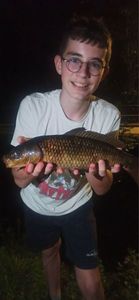 Common Carp