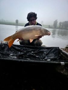Mirror Carp