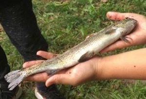 Rainbow Trout