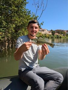 Largemouth Bass