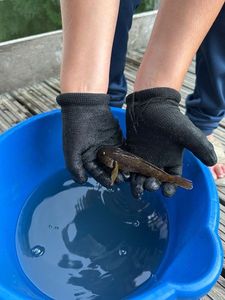 Black Goby