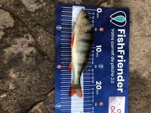 European Perch