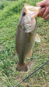 Largemouth Bass
