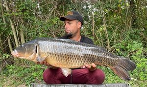 Common Carp