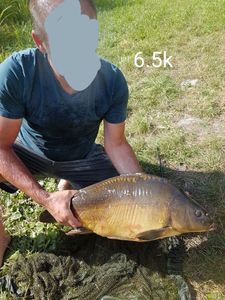 Mirror Carp