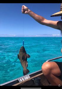 Orange Spotted Grouper