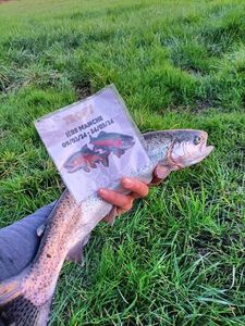 Rainbow Trout