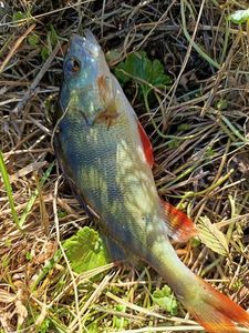 European Perch