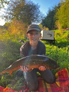 Common Carp