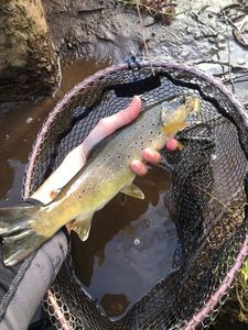 Brown Trout