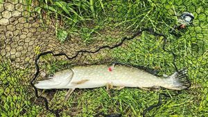 Northern Pike