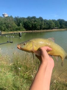 Tench